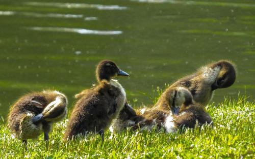 池塘边草地上的小鹅