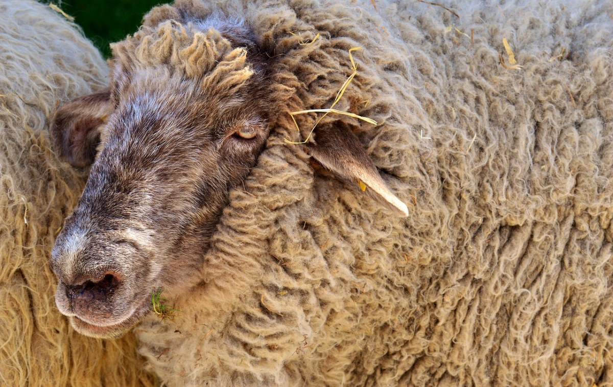 羊、羊毛、动物免费图片