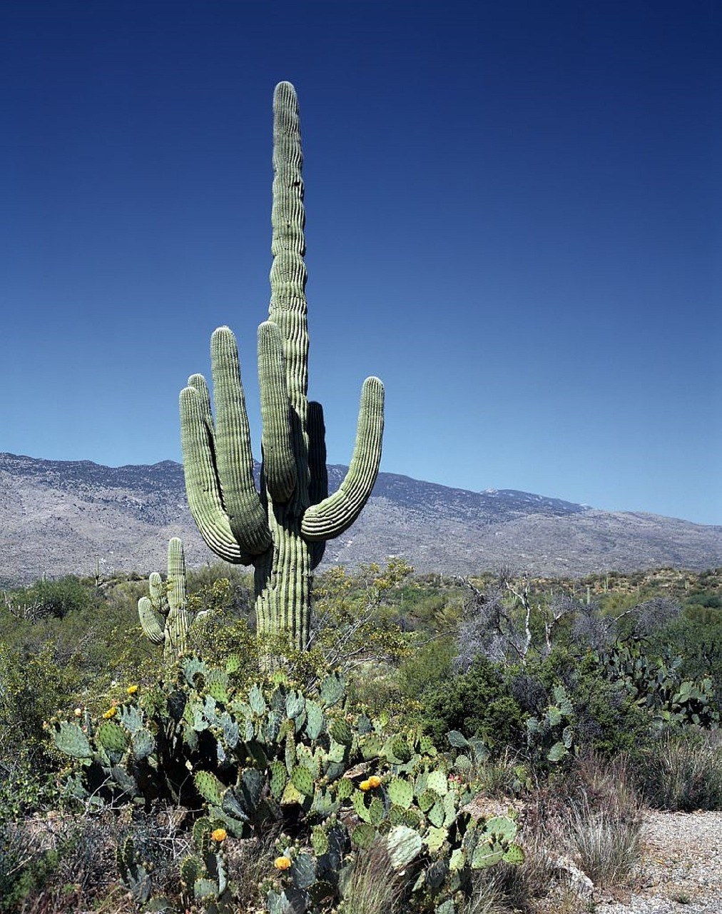 仙人掌、Saguaros、水华免费图片