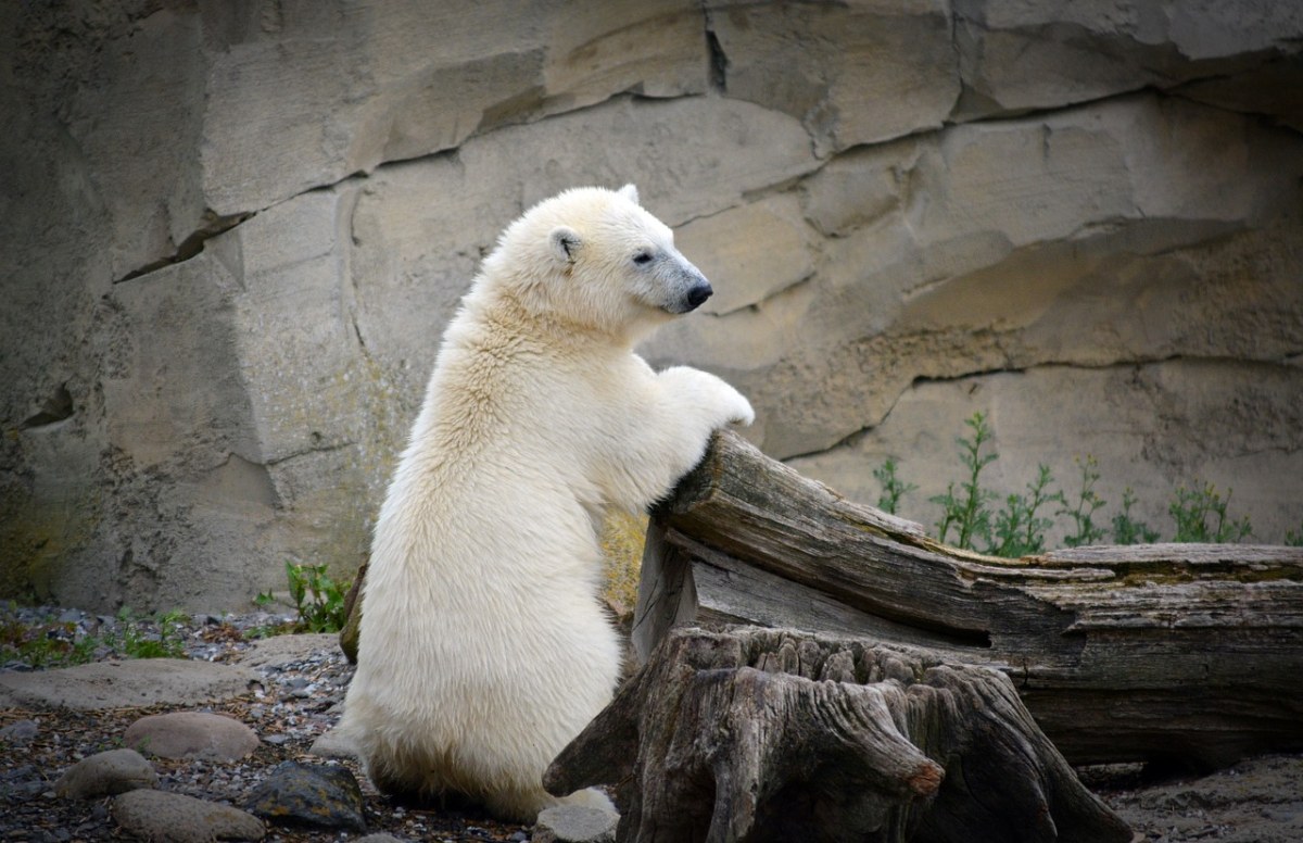 白熊,年轻的北极熊,白