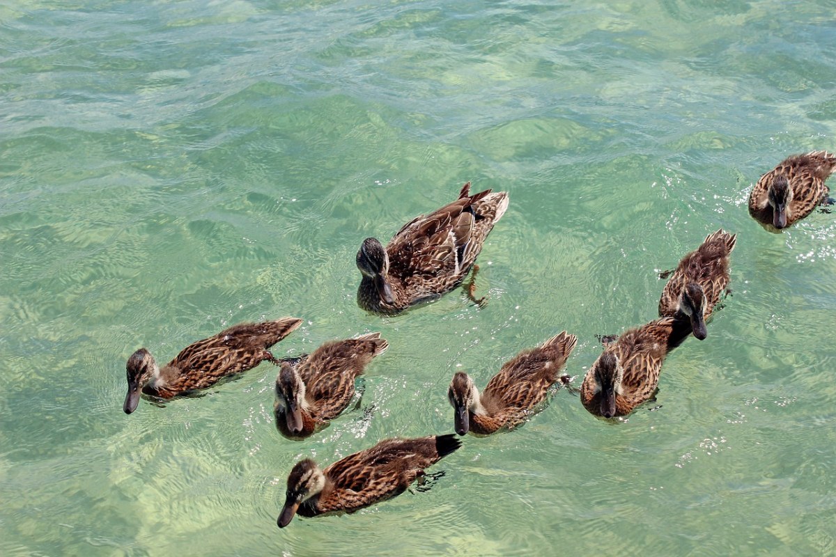水中的野鸭鸭群免费图片