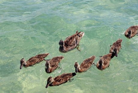 水中的野鸭鸭群