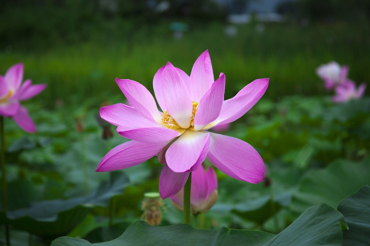 莲花、鲜花、池塘免费图片