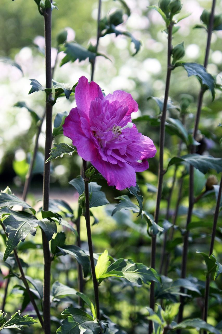 沙龙的玫瑰鲜花大自然