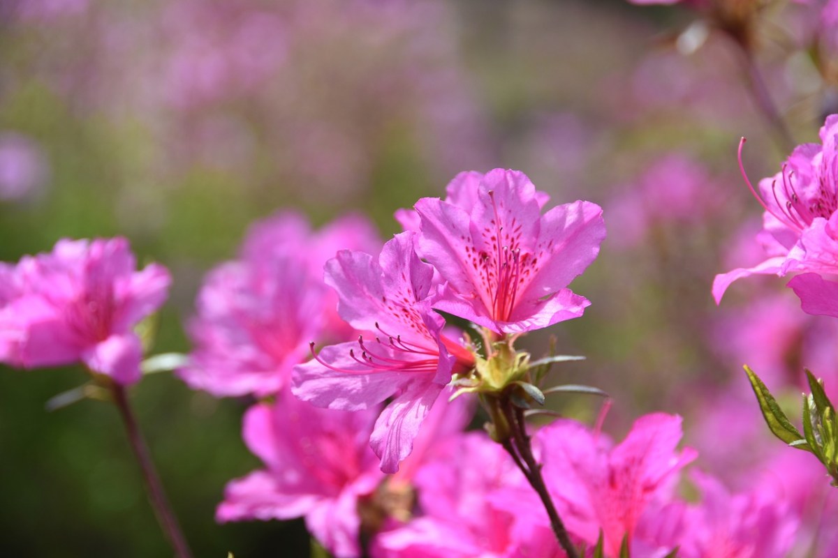 粉红色、鲜花、开花免费图片