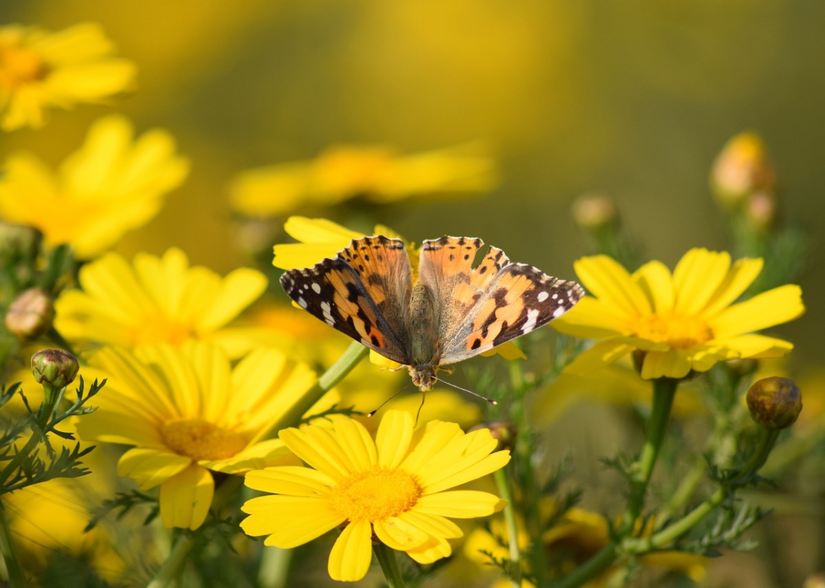 黄色花朵上的蝴蝶免费图片