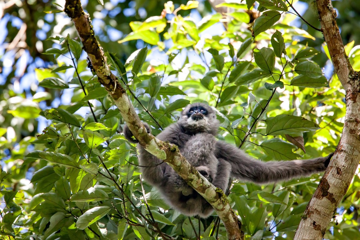 野生动物、爪哇长臂猿、猴子免费图片