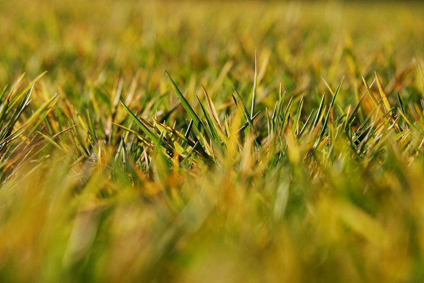 tiefenschrfe,景深的,模糊