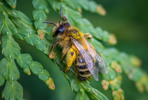 蜜蜂身体上的花粉特写