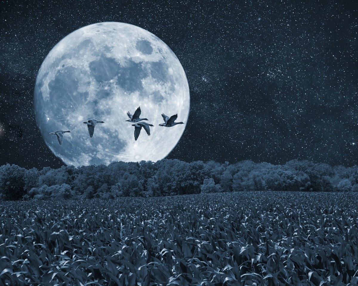 夜、月亮、鸟免费图片