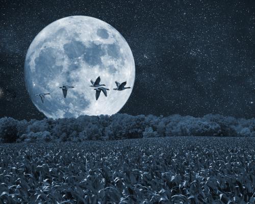 夜、月亮、鸟