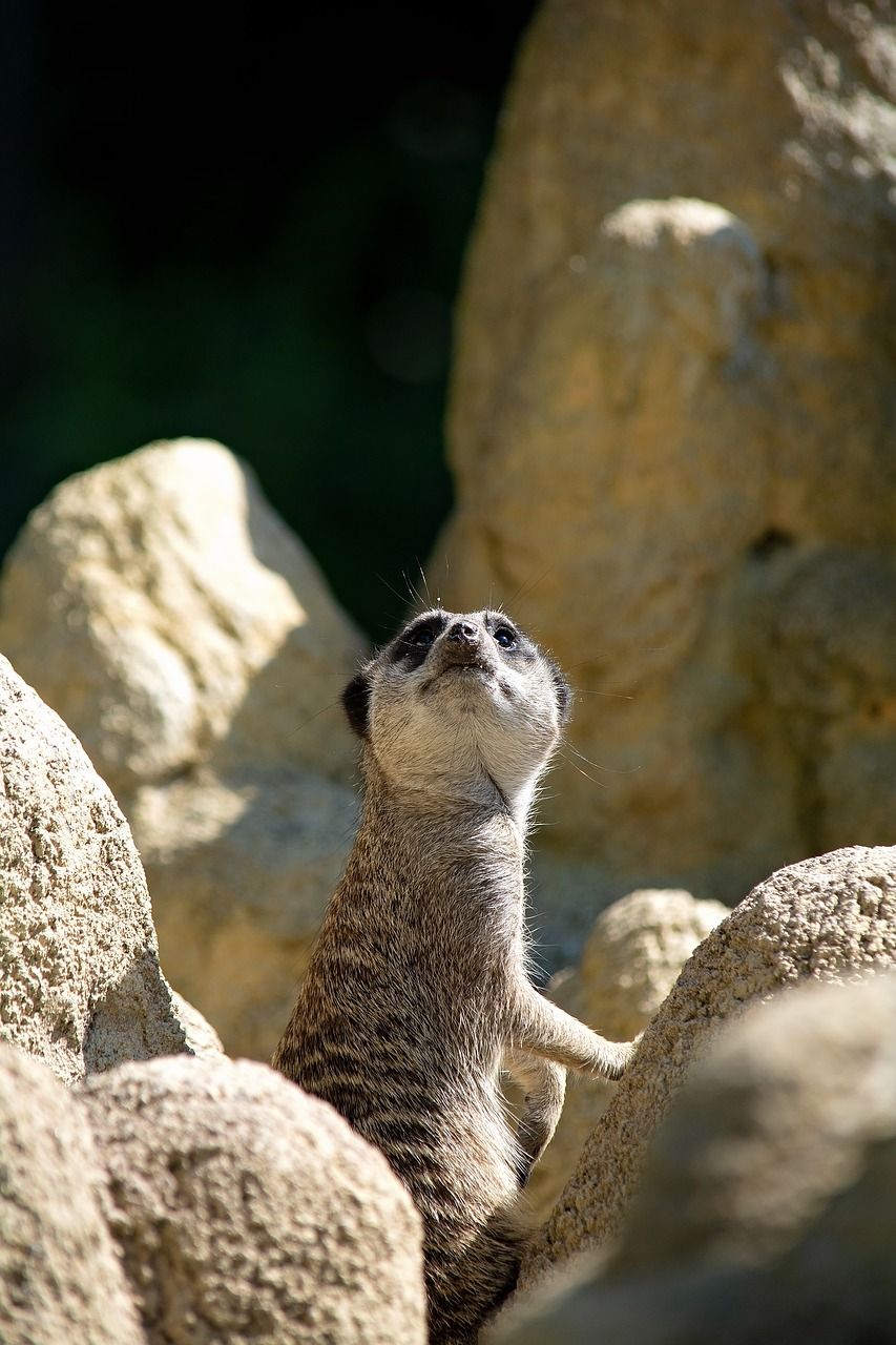 獴,动物,哺乳动物