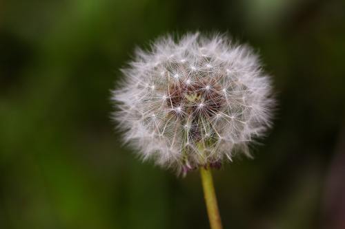 霍尔先生蒲公英、大自然、植物