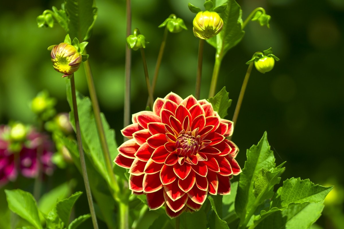 娇琴纱、开花、花免费图片