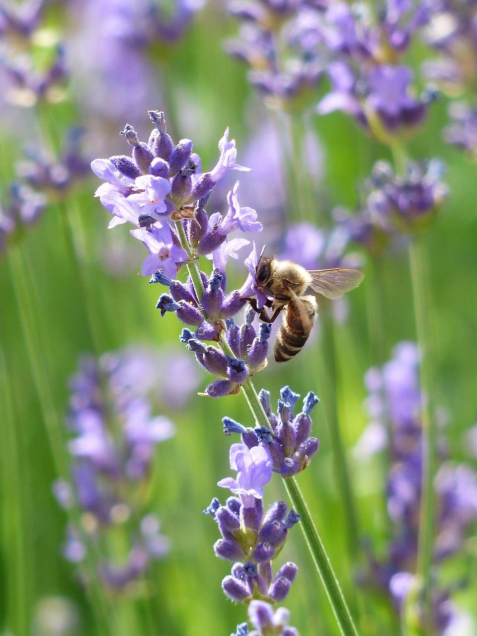 熏衣草、薰衣草花、蜜蜂免费图片