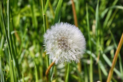 蒲公英、鲜花、自然