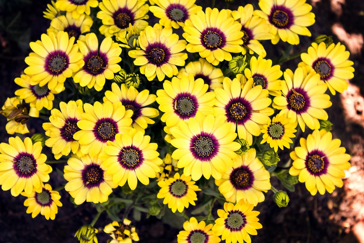 黄色的花朵免费图片