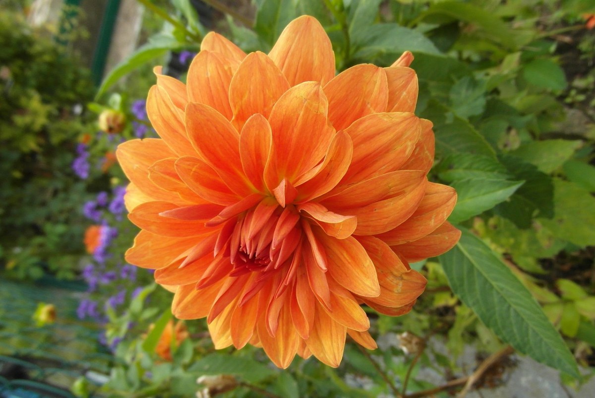 大丽花,花,橙色