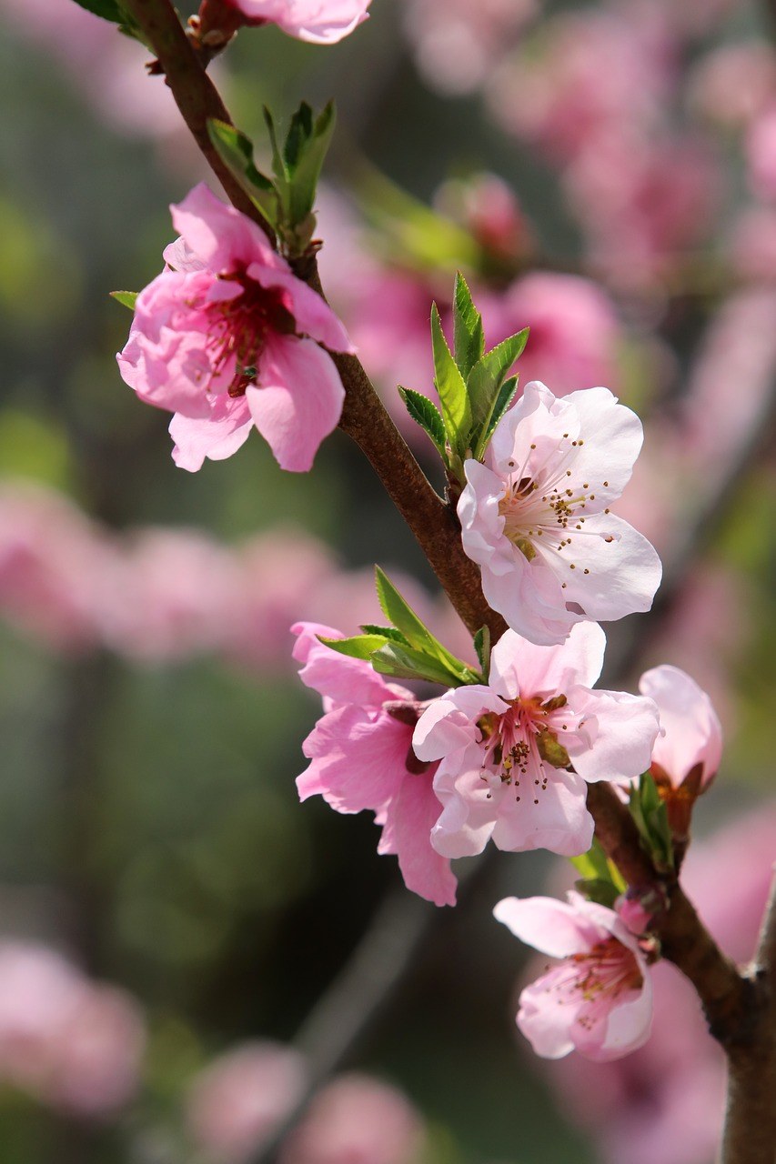 盛开的一枝桃花免费图片