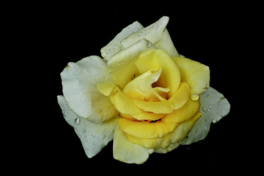 玫瑰开花气味