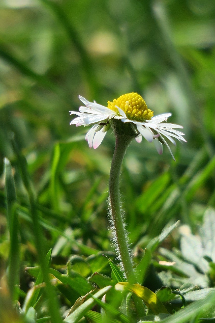 一朵白色的野菊花免费图片