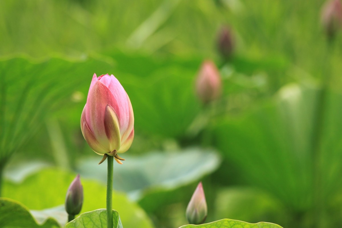 莲花、风筝、大自然免费图片