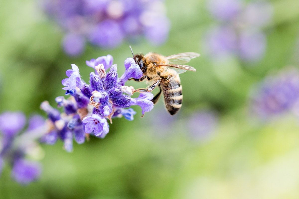 熏衣草、蜜蜂、昆虫免费图片