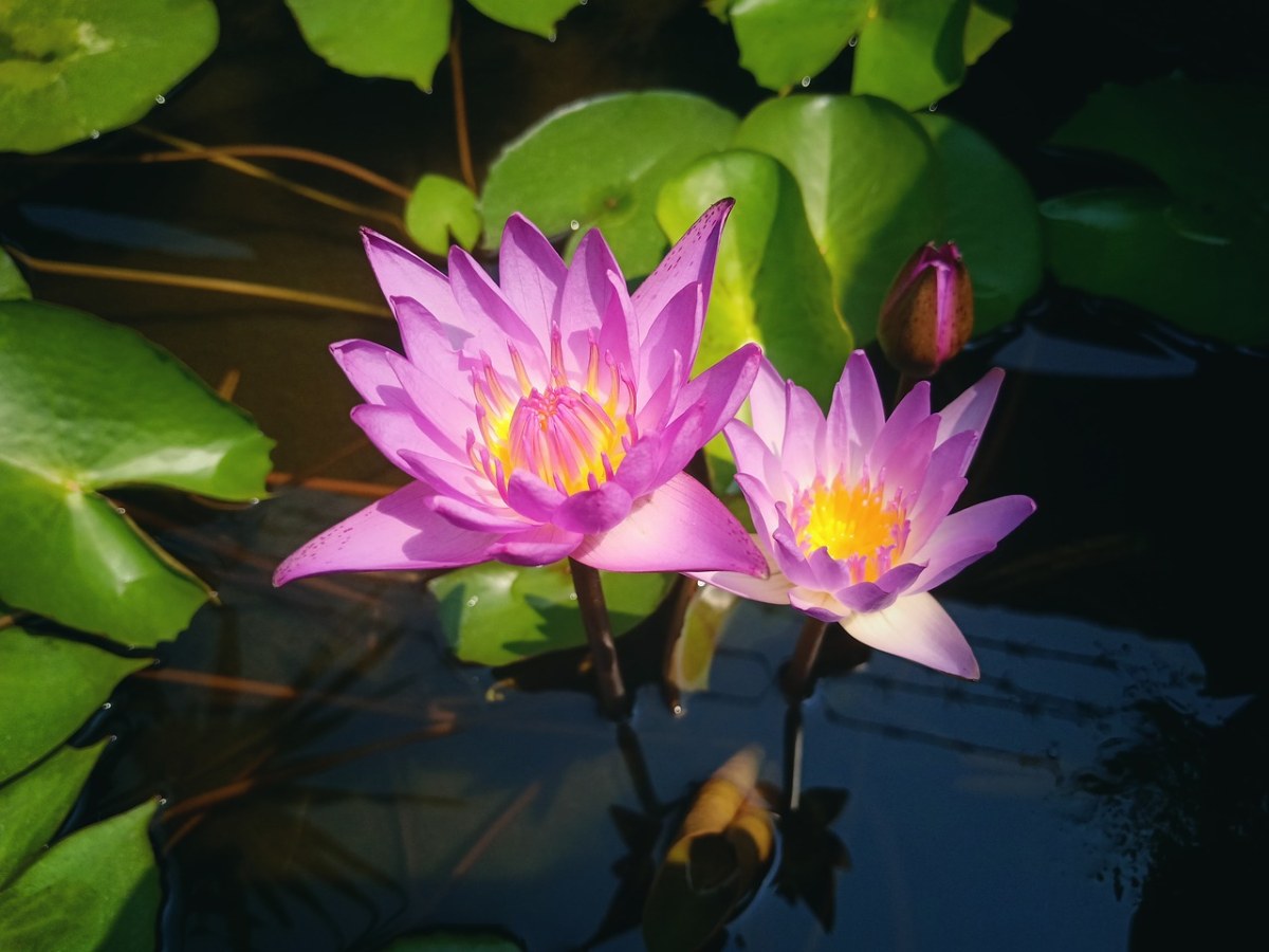 花、莲花、植物免费图片