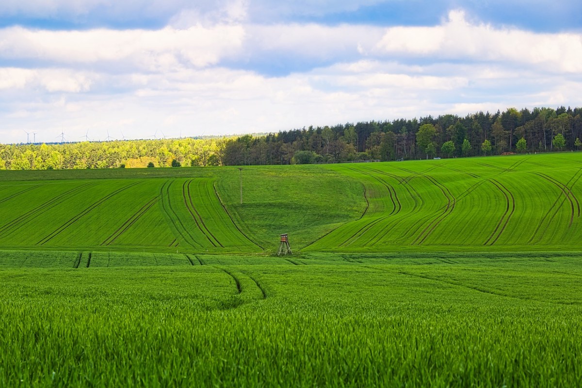 农场绿油油的农作物风景图片免费图片