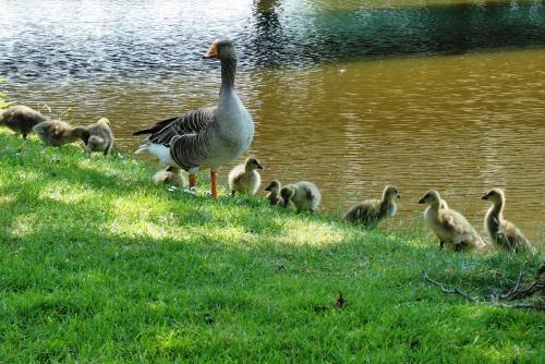 池塘边草地上的鹅妈妈与小鹅的图片