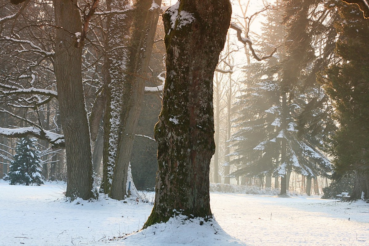 冬天、雪、树免费图片