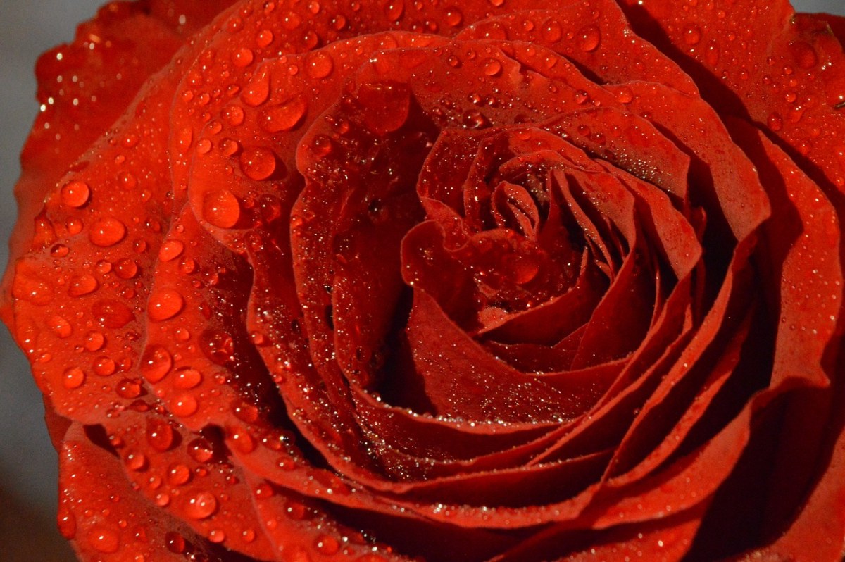 玫瑰、花卉、美容免费图片