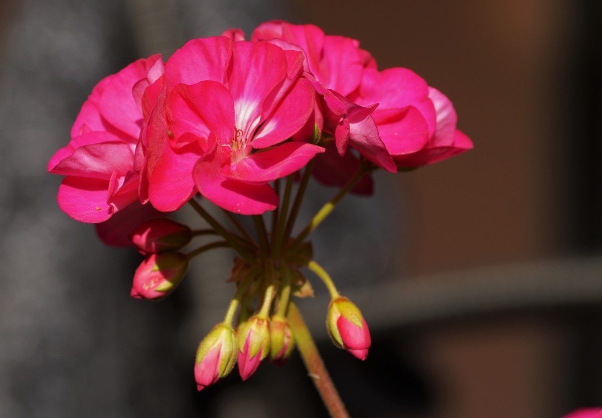 肉豆蔻,花,粉红色