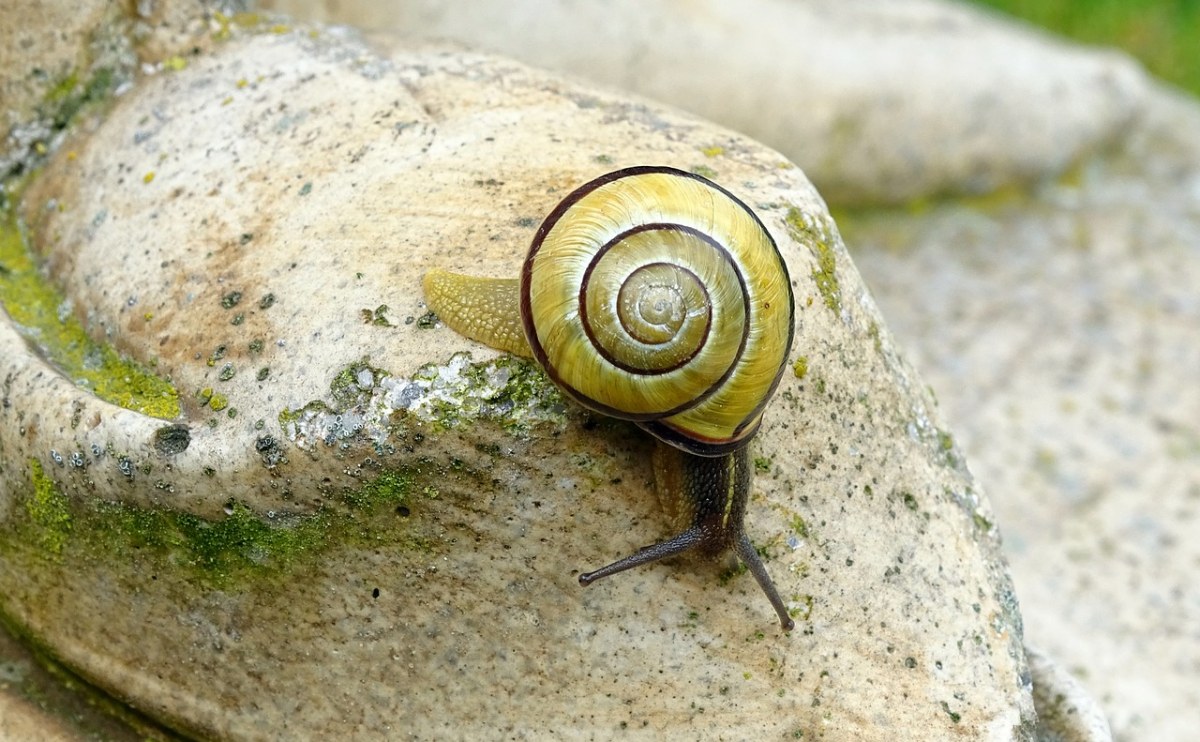 石头上的一只蜗牛免费图片