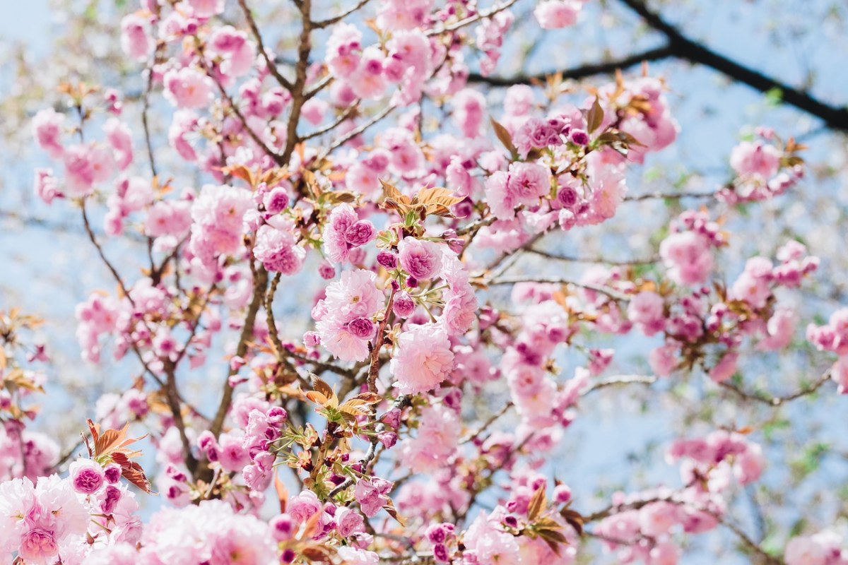 满树烂漫的樱花免费图片