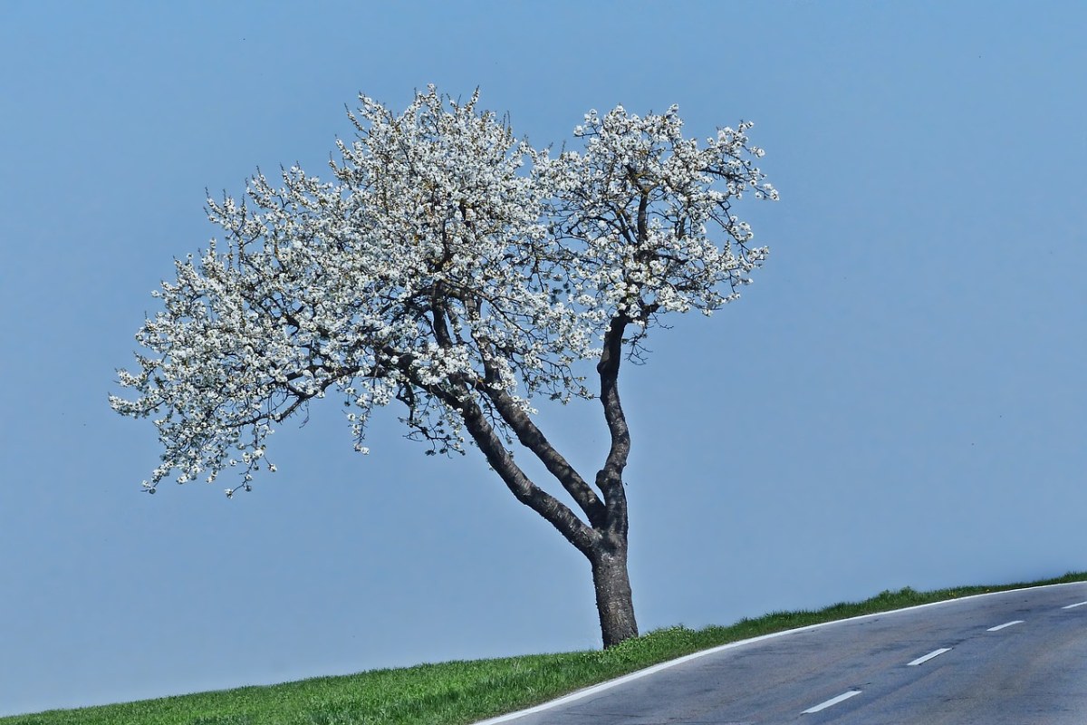 春天公路边开花的树免费图片