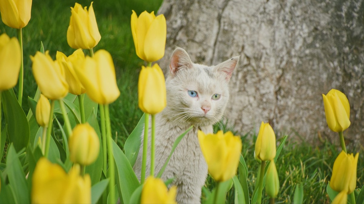 鲜花、猫、可爱免费图片