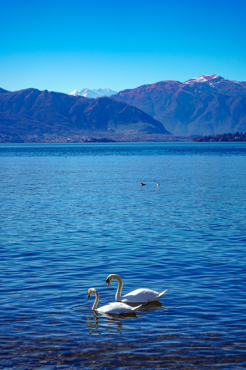 天鹅、湖、优雅免费图片