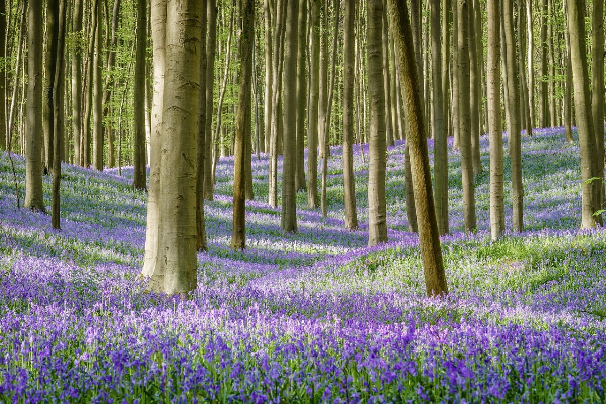 树林中的紫色花朵免费图片