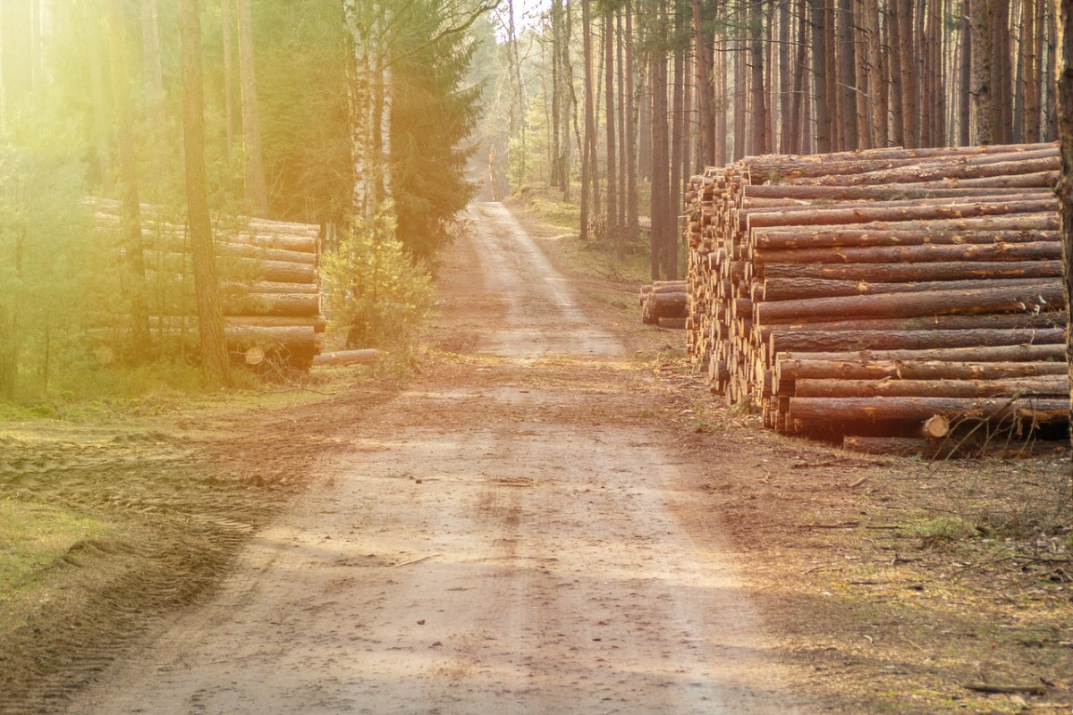 砍伐堆放的木材免费图片