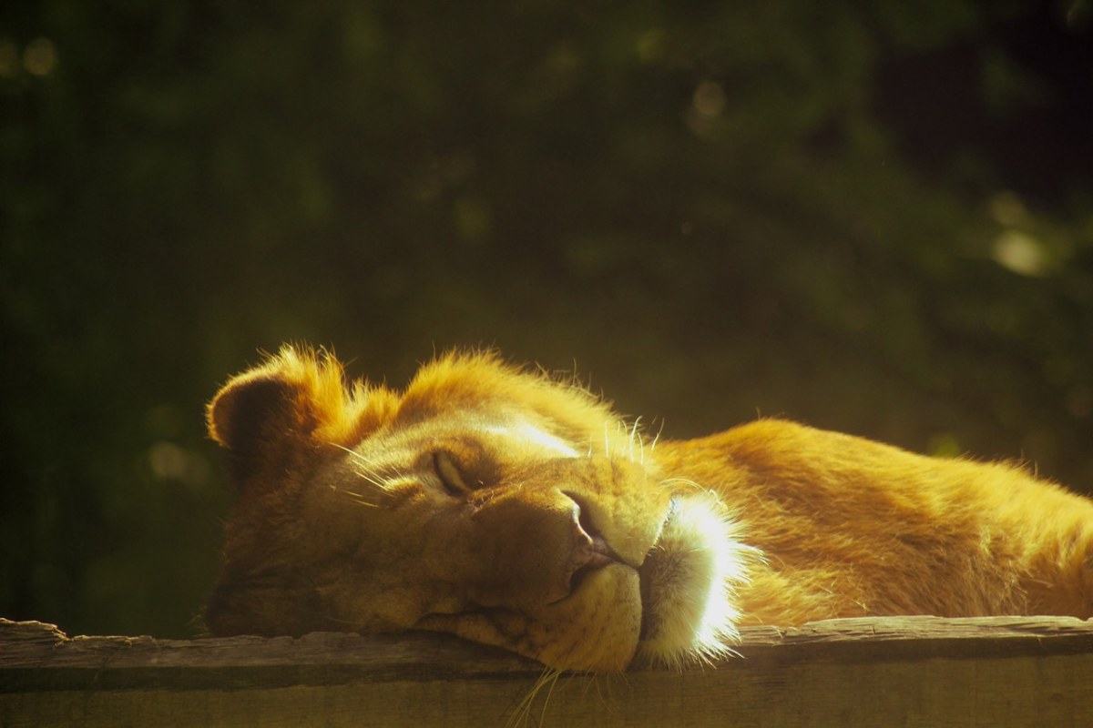 狮子、睡觉、躺在免费图片