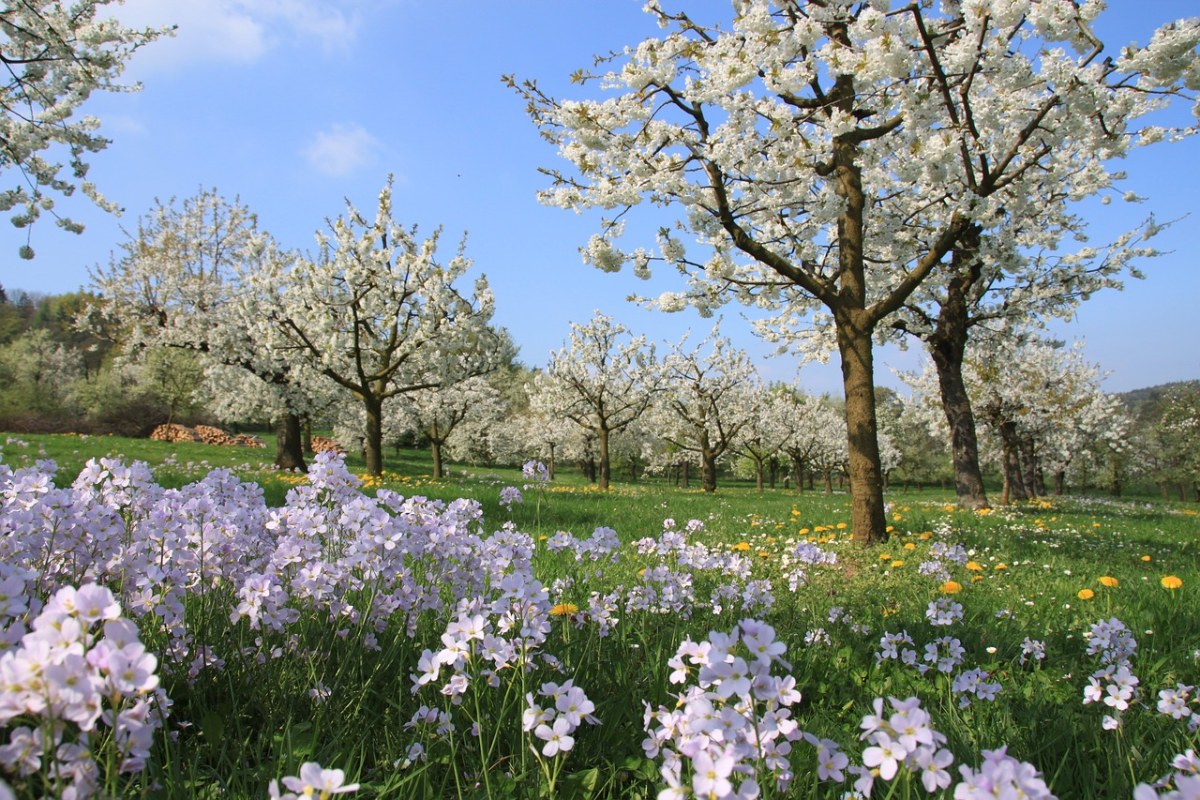 春暖花开的果园风景图片免费图片