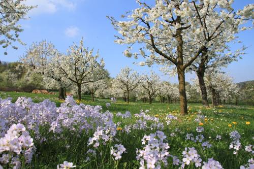 春暖花开的果园风景图片