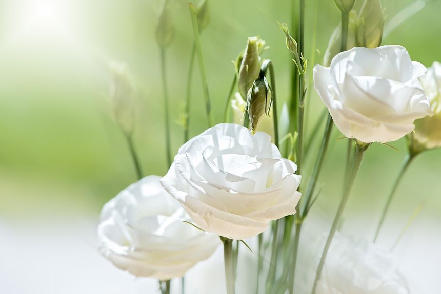 洋桔梗,花,开花