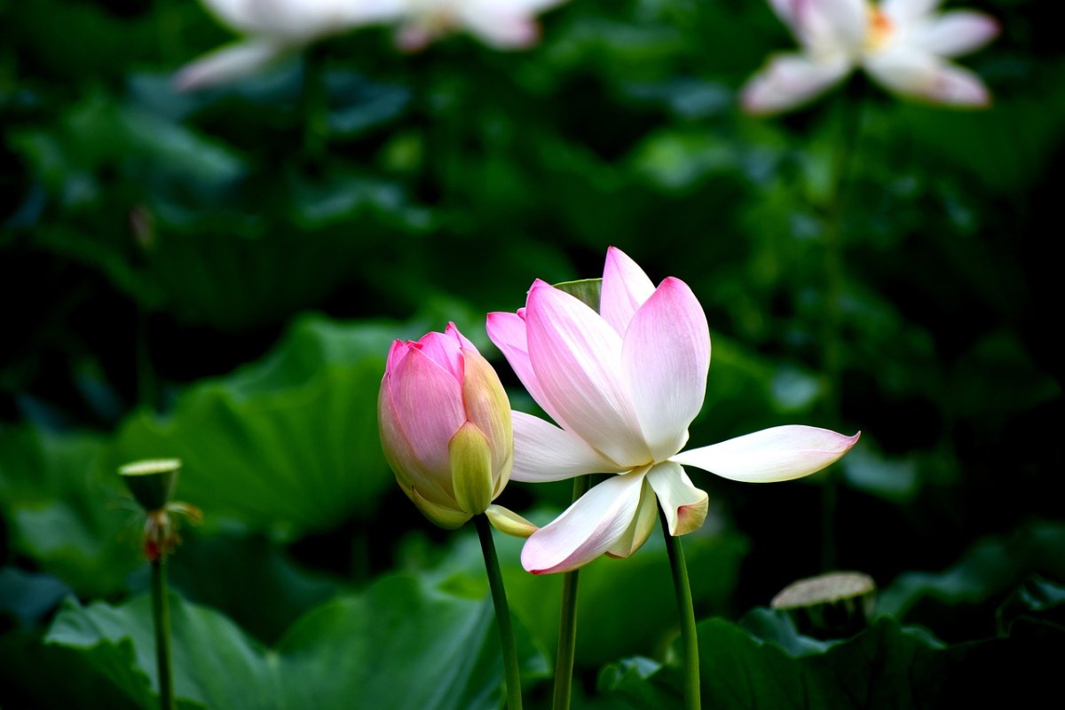 莲花、鲜花、自然免费图片