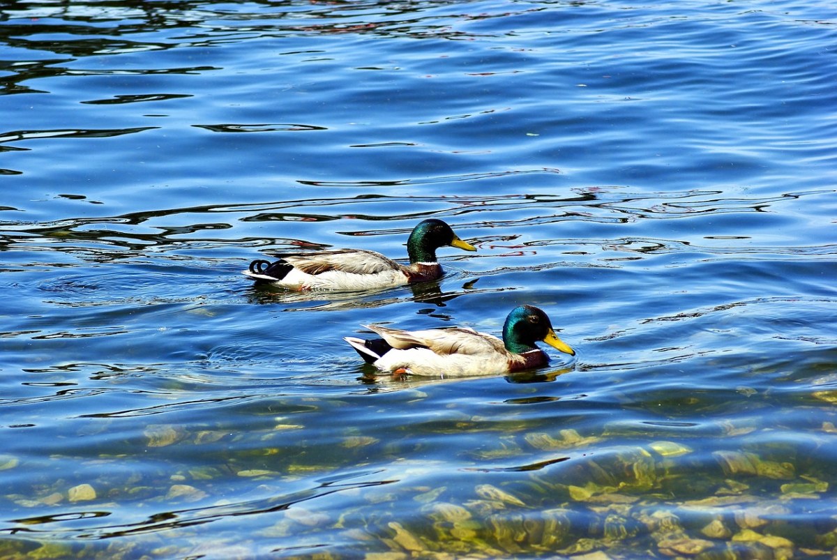 绿头鸭在门多塔湖、鸭子、凫免费图片