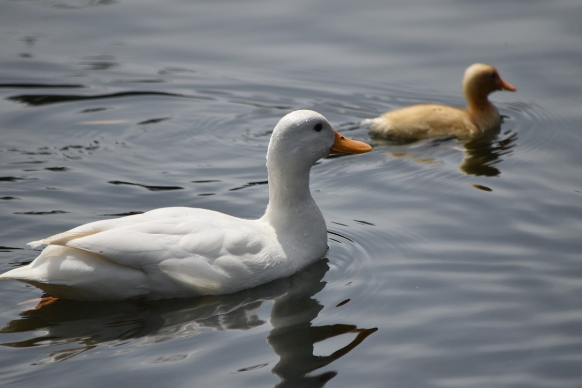 白鸭,鸭,小鸭