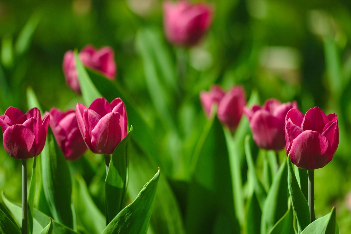 郁金香、粉红色、春免费图片