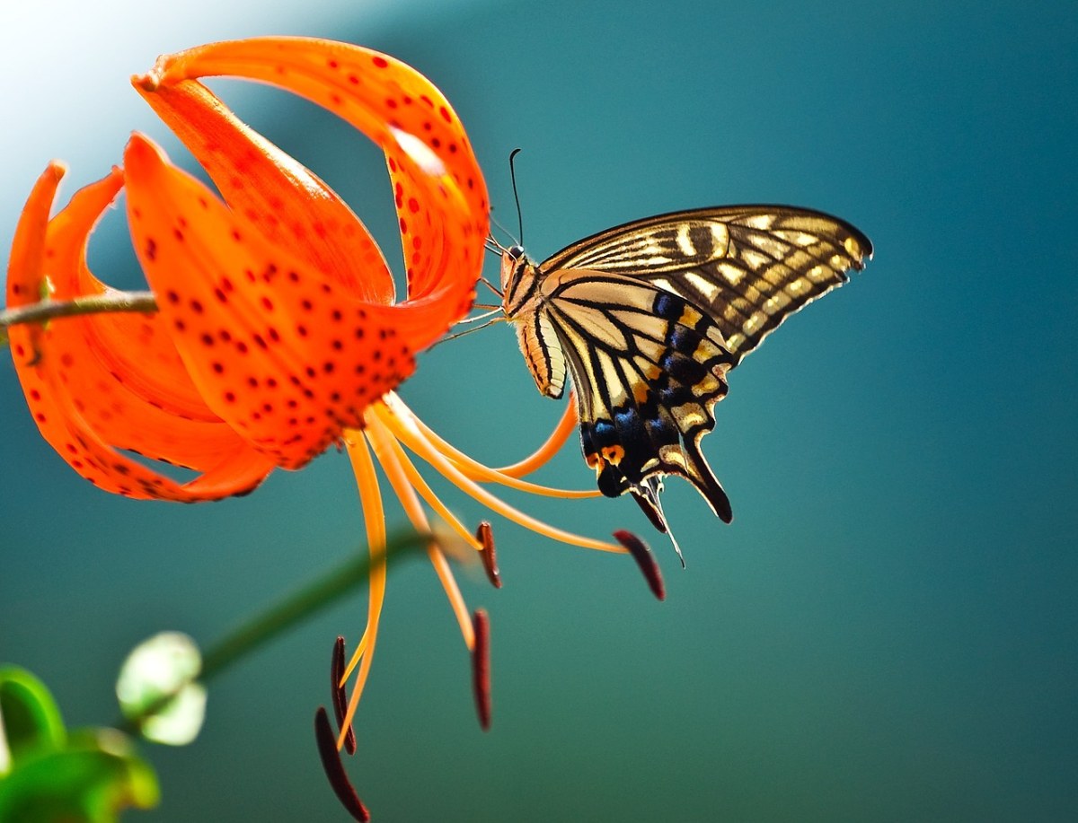 蝴蝶采花的图片免费图片