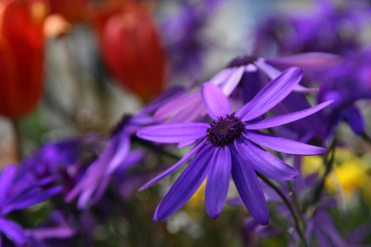 花、蓝色、春天免费图片
